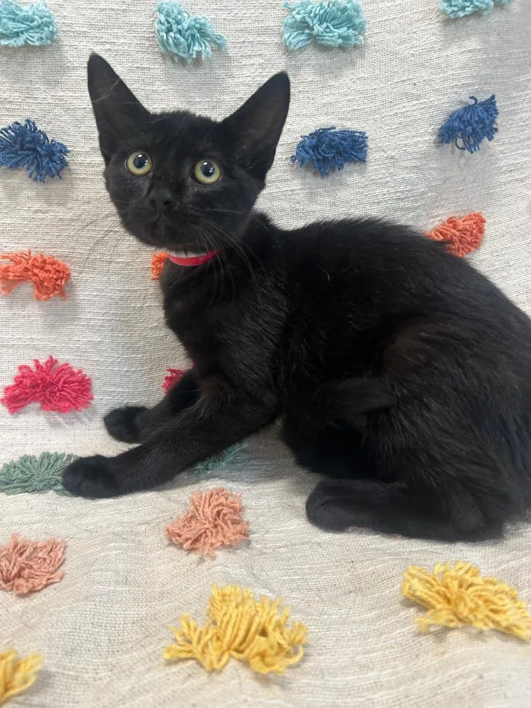 A baby medium-sized female Domestic Short Hair cat named Midnight for adoption in Denham Springs, LA