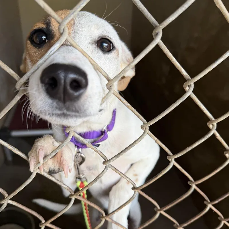 A young medium-sized male White / Cream Labrador Retriever dog named Little Lad for adoption in Austin, TX