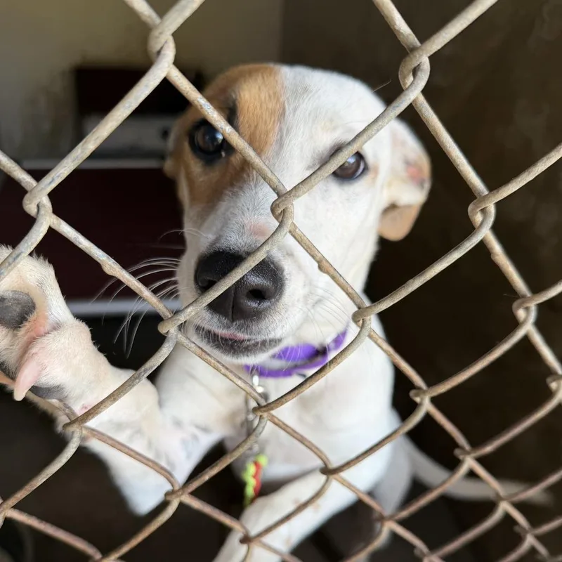 Little Lad thumbnail 2