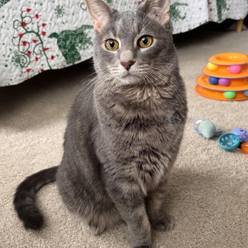 An adult medium-sized male Tabby (Gray / Blue / Silver) Tabby cat named Jester for adoption in Leesburg, VA