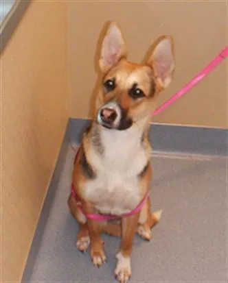 A young large-sized female German Shepherd Dog dog named Sable for adoption in San Jose, CA