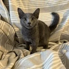 A young small-sized female Russian Blue cat named Lilith for adoption in Miami, FL