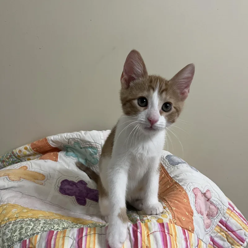 A baby medium-sized male Orange & White Domestic Short Hair cat named Pasta for adoption in Duluth, GA