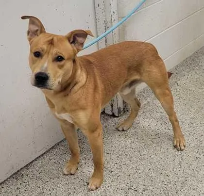 An adult large-sized male Yellow / Tan / Blond / Fawn Mixed Breed dog named Milo for adoption in Kansas City, MO