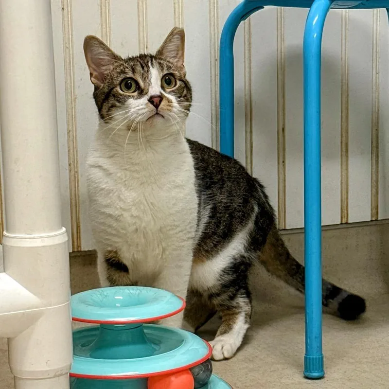 An adult small-sized female Brown / Chocolate Domestic Short Hair cat named Pearl for adoption in North Branford, CT