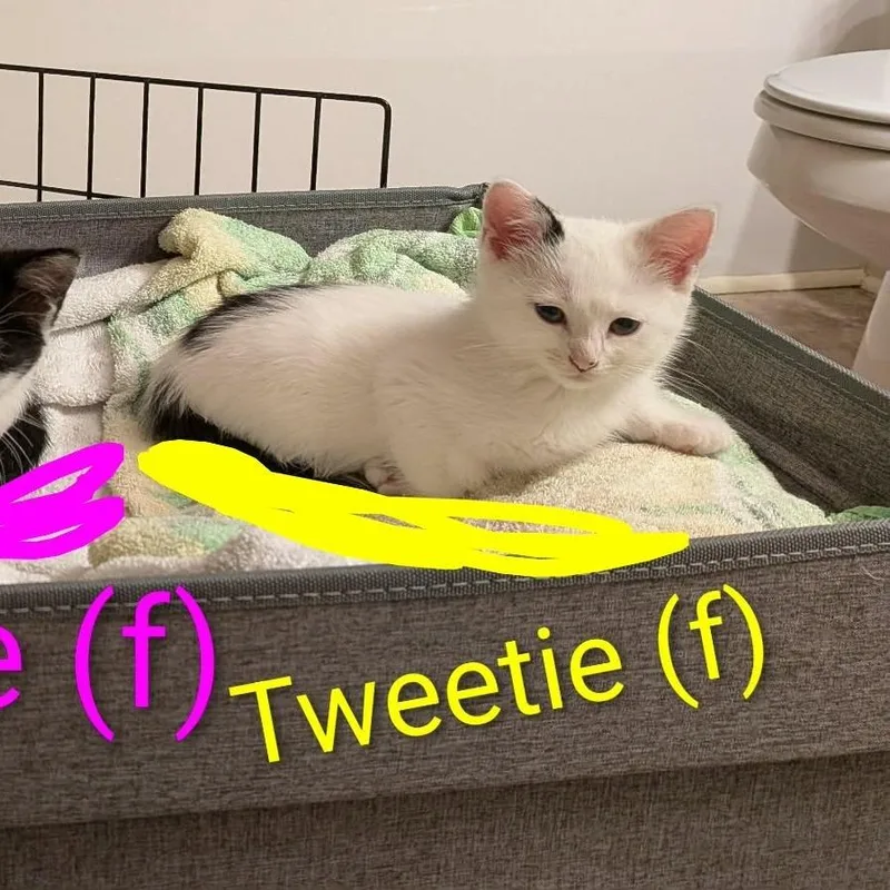 Tweetie