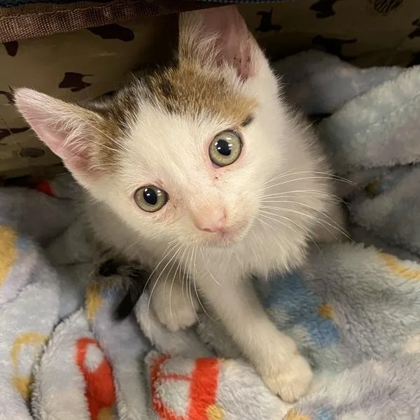 A baby medium-sized male Domestic Short Hair cat named Alcatraz for adoption in Dublin, CA