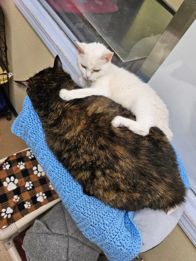 Sugar  Joy thumbnail 2