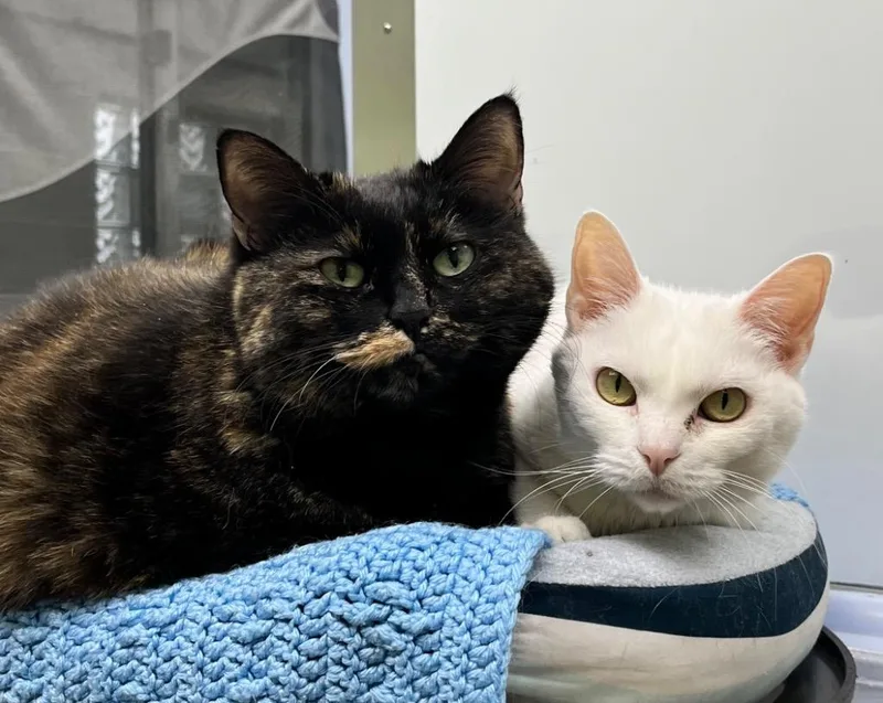 Sugar  Joy thumbnail 3