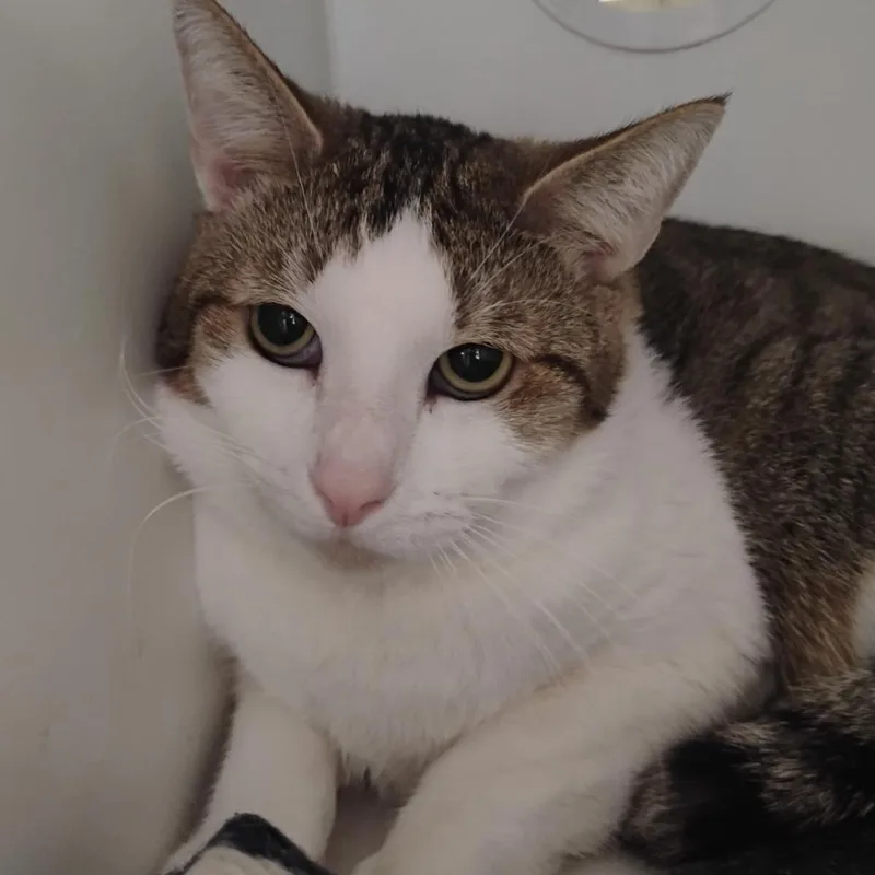 An adult medium-sized male White Domestic Short Hair cat named Dune for adoption in San Gabriel, CA