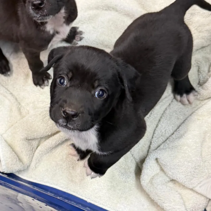 A baby small-sized male Black Mixed Breed dog named Carlos for adoption in Ardmore, OK