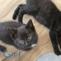 A baby small-sized female Domestic Short Hair cat named Whisker Biscuit for adoption in New Tazewell, TN