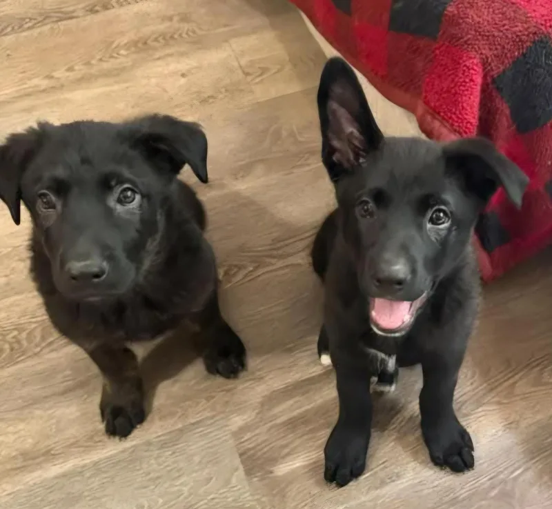 A baby medium-sized female Black Shepherd dog named Eclair for adoption in Sioux City, IA