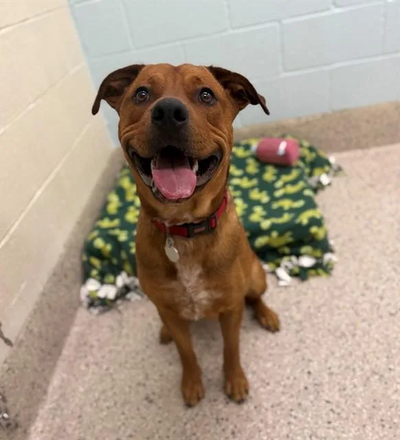 A young medium-sized male Pit Bull Terrier dog named Taz for adoption in Brighton, CO