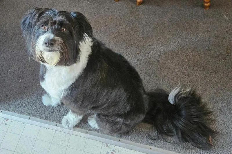 An adult medium-sized female Bearded Collie dog named Millie for adoption in Charlotte, NC