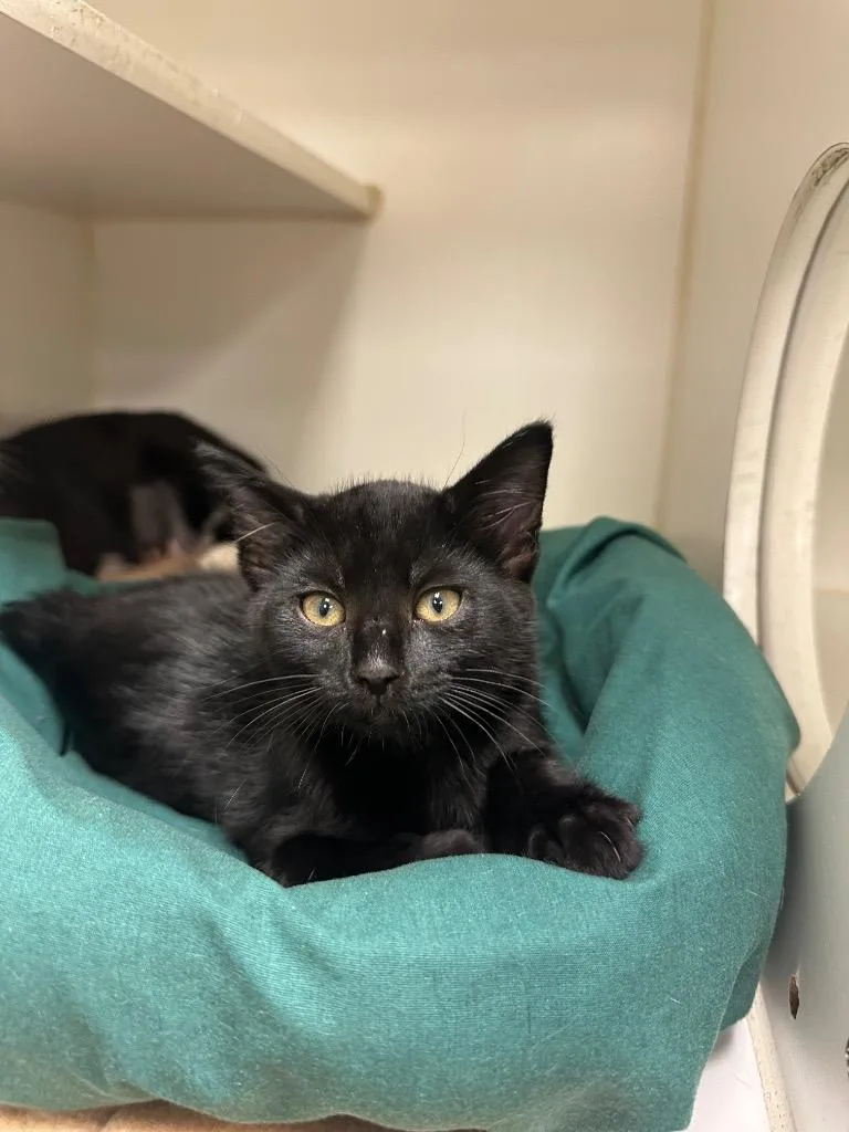 A baby medium-sized female Domestic Short Hair cat named Olive for adoption in Johnson City, TN