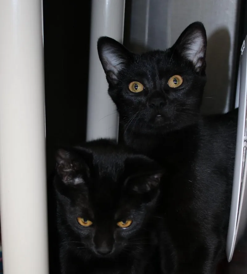 A baby medium-sized male Domestic Short Hair cat named Taco Bell for adoption in Shoreline, WA