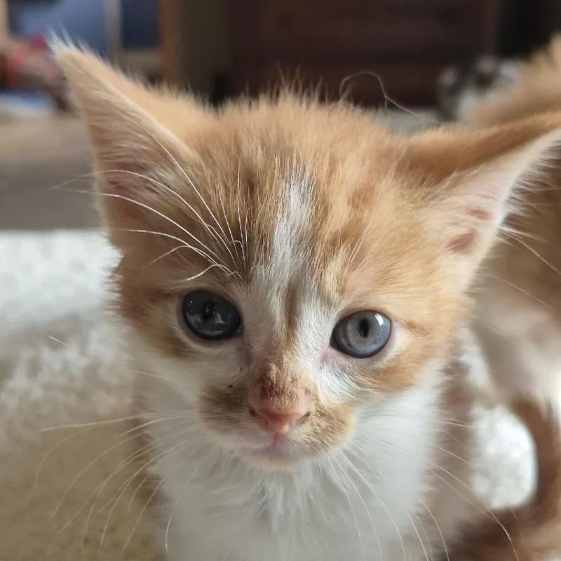 A baby small-sized male White Domestic Short Hair cat named Daffy Duck for adoption in Buffalo, MN