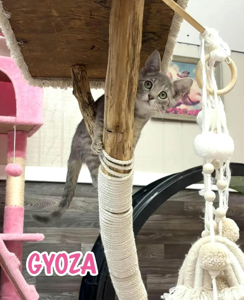 A young medium-sized female Gray / Blue / Silver Domestic Short Hair cat named Gyoza for adoption in Akron, OH