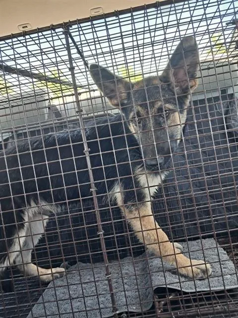A baby small-sized male German Shepherd Dog dog named A for adoption in Sacramento, CA