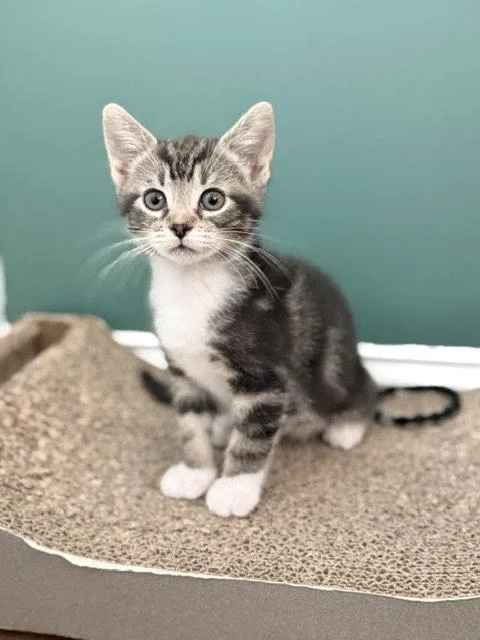 A baby medium-sized female Gray & White Domestic Short Hair cat named Bean for adoption in Pittsboro, NC