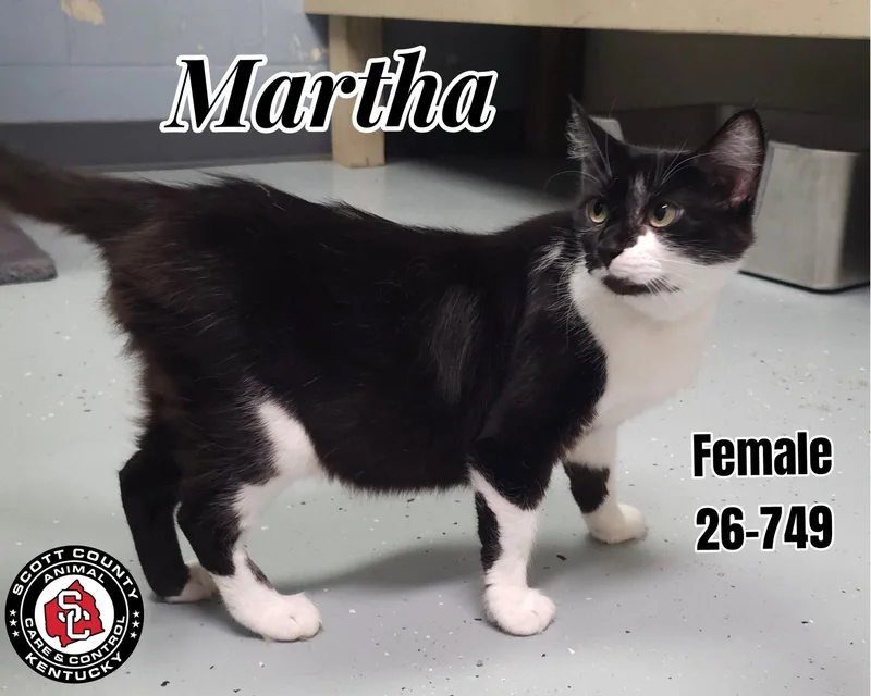 An adult small-sized female Black & White / Tuxedo Domestic Short Hair cat named Martha for adoption in Georgetown, KY