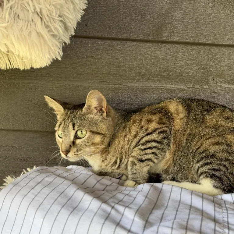 A young medium-sized female Brown / Chocolate American Shorthair cat named Gemma for adoption in Freeport, FL