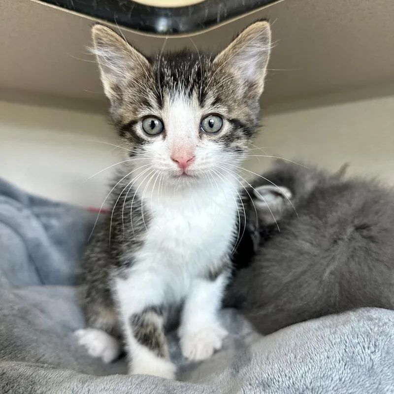 A baby small-sized male Brown / Chocolate Domestic Short Hair cat named Dale for adoption in Durango, CO