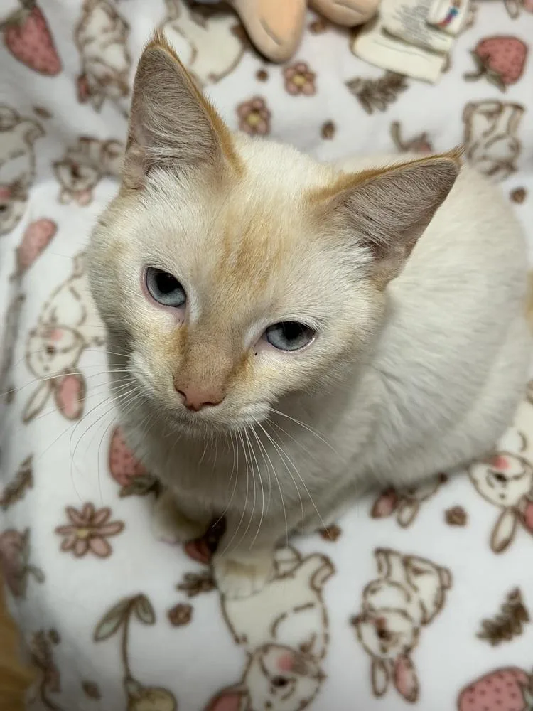 A baby small-sized male Cream / Ivory Domestic Short Hair cat named Prince Bowie for adoption in Telford, PA