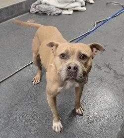 An adult large-sized female Pit Bull Terrier dog named Da  Caramel for adoption in Glen Allen, VA