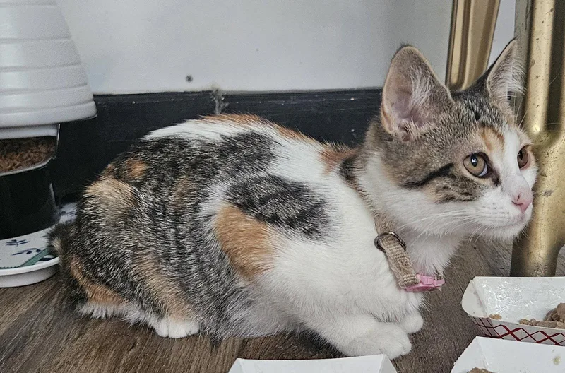 A baby medium-sized female Domestic Short Hair cat named Clover Cattington for adoption in Trenton, NJ