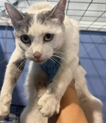 A young large-sized female Domestic Short Hair cat named Serendipity for adoption in San Bernardino, CA