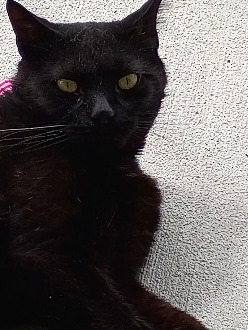 A young medium-sized female Black Domestic Short Hair cat named Calluna for adoption in New Philadelphia, OH