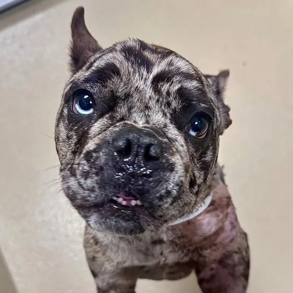 An adult small-sized female French Bulldog dog named Etta James for adoption in Walnut Creek, CA