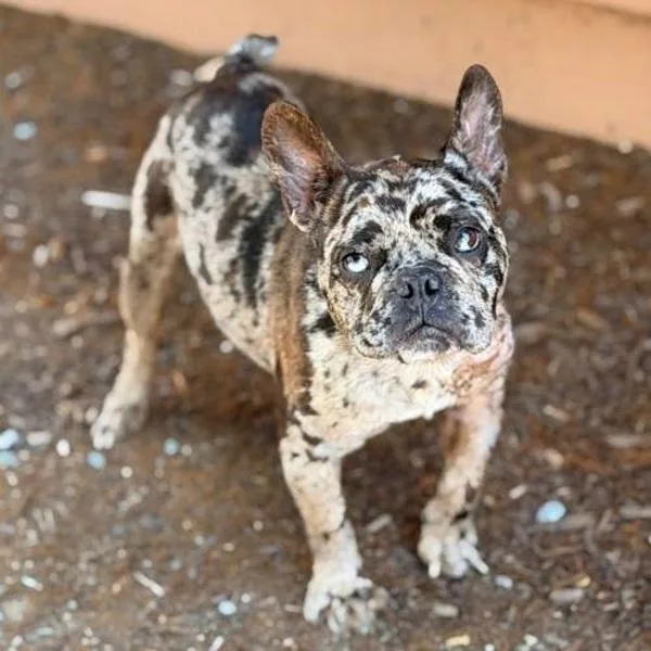 Etta James thumbnail 2