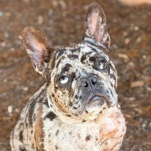 Etta James thumbnail 3