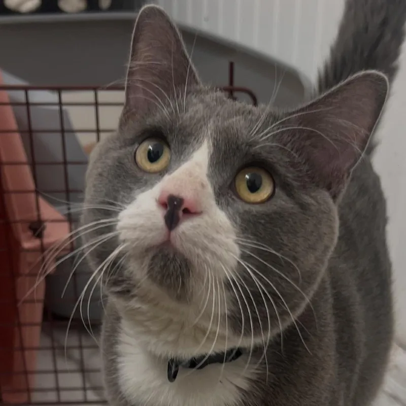 A young small-sized male Gray / Blue / Silver Domestic Short Hair cat named Rhodes for adoption in Rochester, MN