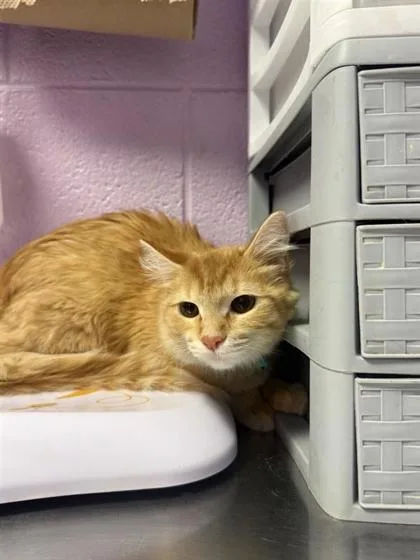 A young small-sized female Orange / Red Domestic Medium Hair cat named 61806123 for adoption in El Paso, TX