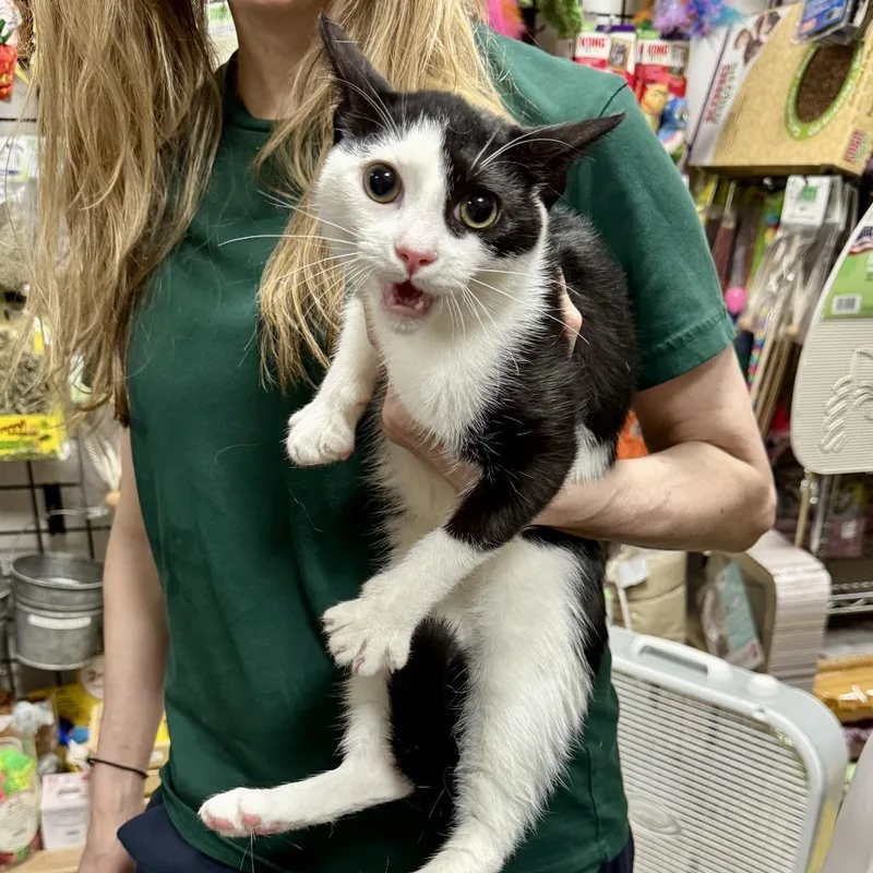 A young medium-sized male Black Domestic Short Hair cat named Otacon for adoption in New York, NY
