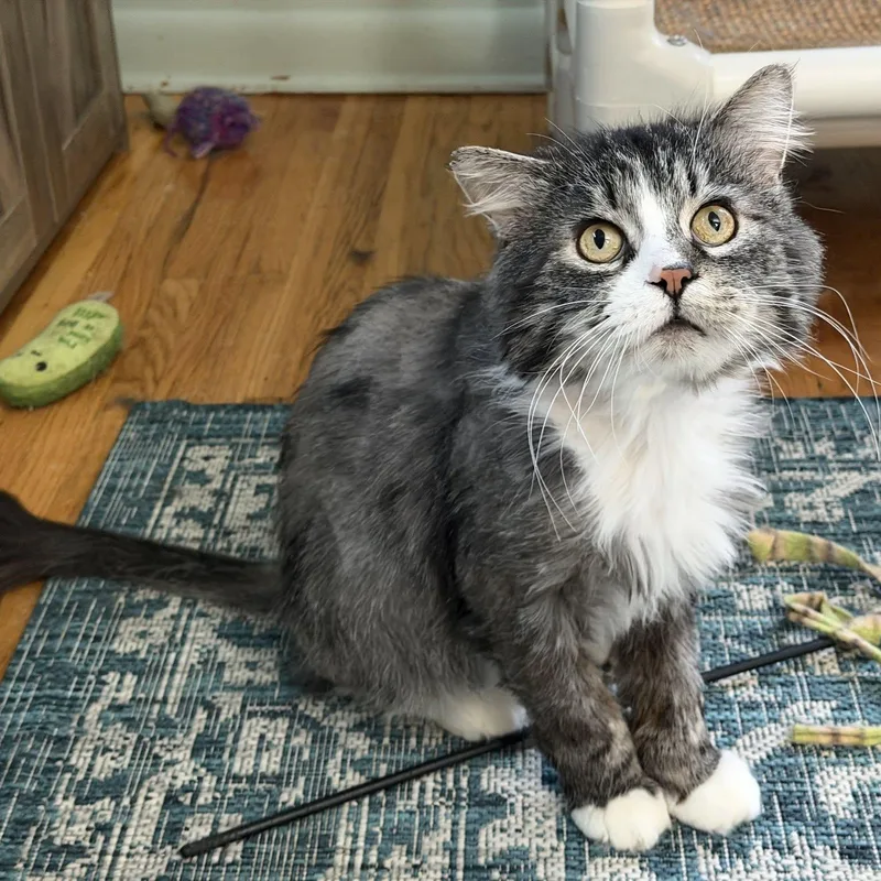 A young medium-sized male Tabby (Tiger Striped) Maine Coon cat named Jellyroll for adoption in Rochester, NY