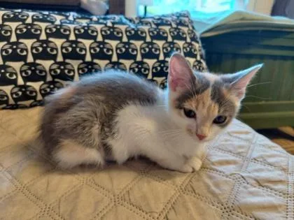 A baby small-sized female Domestic Short Hair cat named Sparkle for adoption in Wilkesboro, NC
