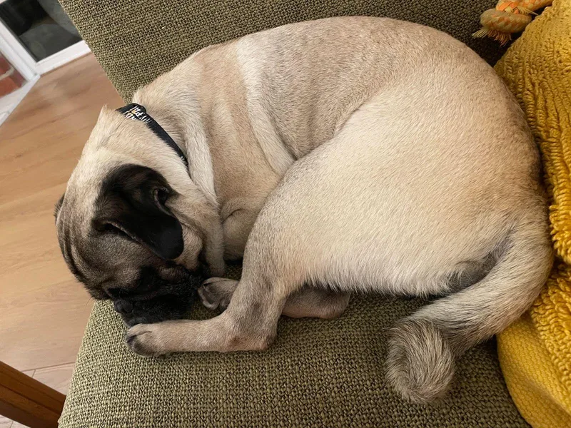 A young small-sized male Yellow / Tan / Blond / Fawn Pug dog named Yogi for adoption in Los Angeles, CA
