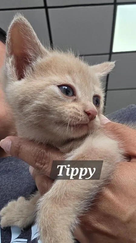 A young medium-sized female Domestic Short Hair cat named Tippy for adoption in MOUNT AIRY, NC