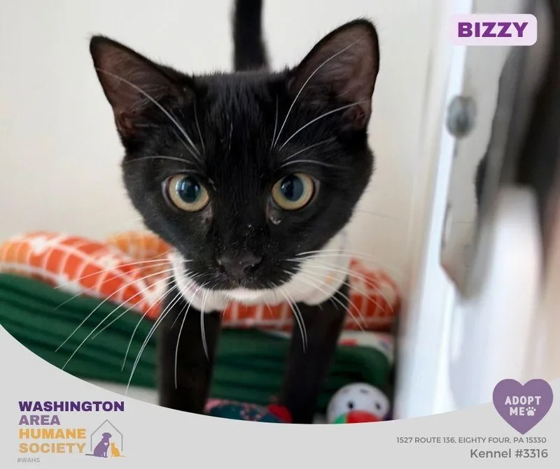 A baby small-sized female Black & White / Tuxedo Domestic Short Hair cat named Bizzy for adoption in Eighty Four, PA