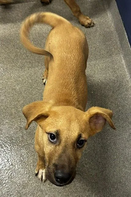 A young medium-sized male Terrier dog named Iyce Months for adoption in Sterling, MA