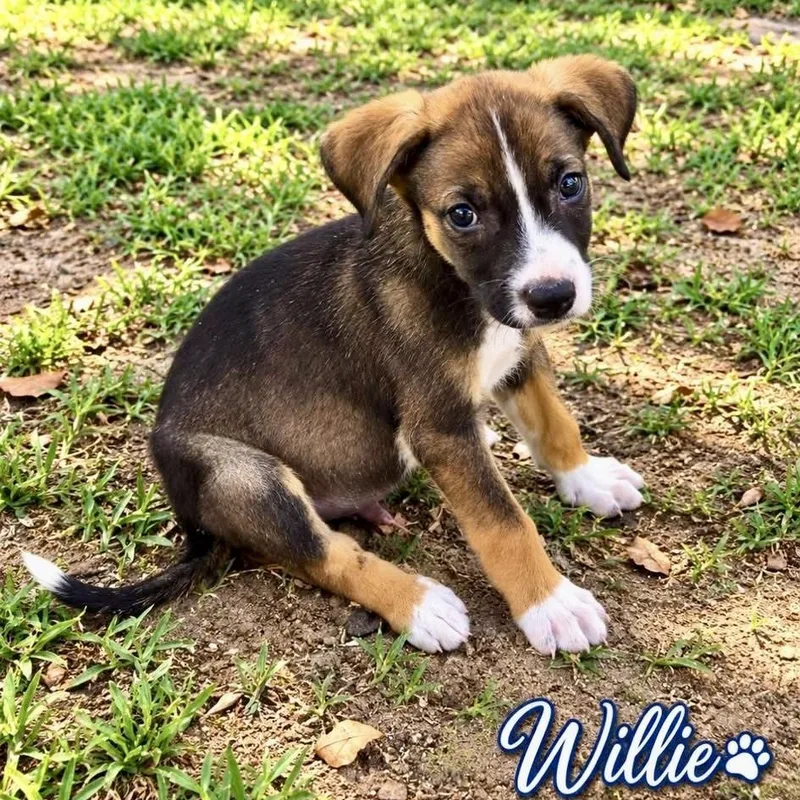 A baby medium-sized male Tricolor (Brown, Black, & White) Mixed Breed dog named Willie for adoption in Brewton, AL