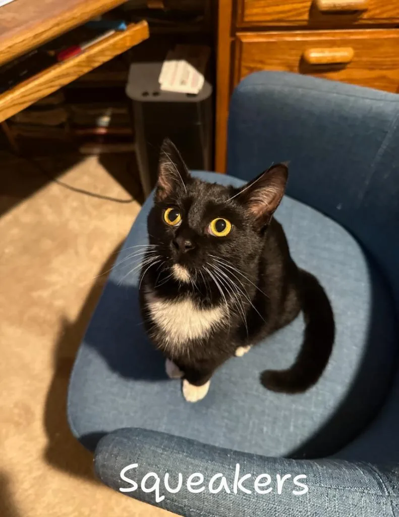 An adult medium-sized male Domestic Short Hair cat named Squeakers for adoption in San Pedro, CA