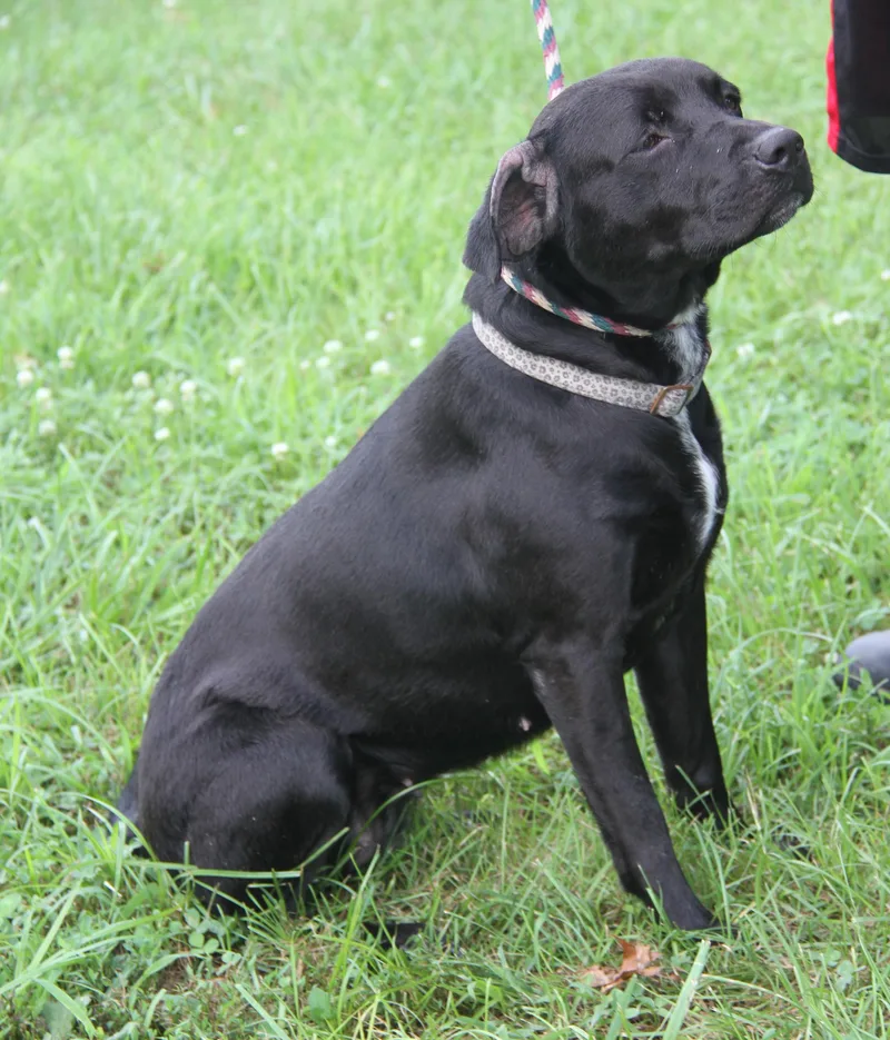 An adult medium-sized female Black Labrador Retriever dog named Betty for adoption in Marietta, OH