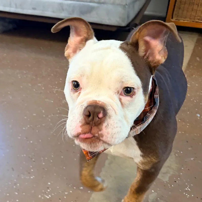 Otis
