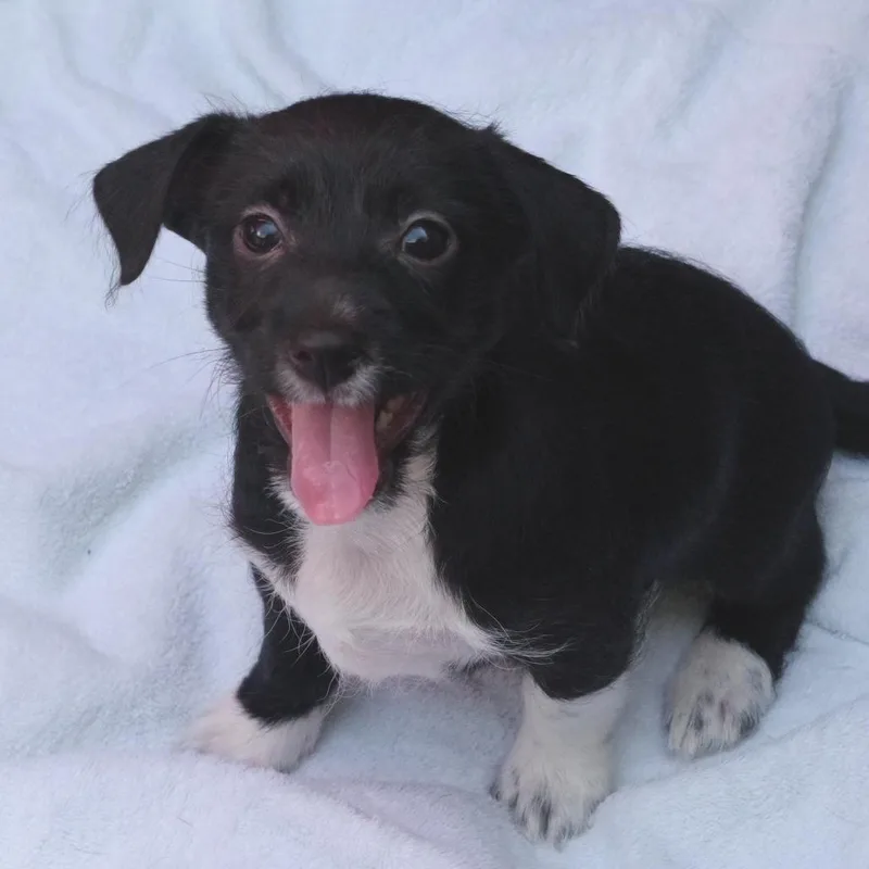 A baby small-sized male Black Terrier dog named Puppy Pluto for adoption in Miami, FL